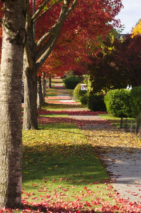 Leafy Sidewalk