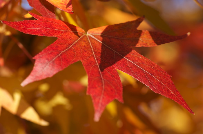 Fall Leaf