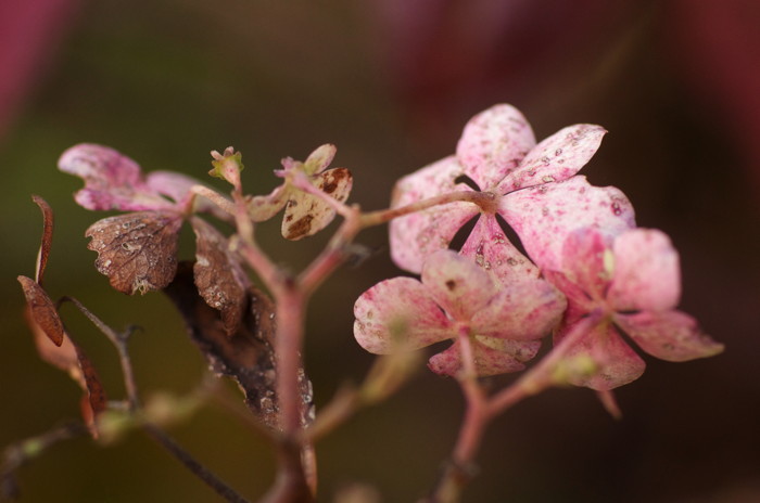 Dead Flowers