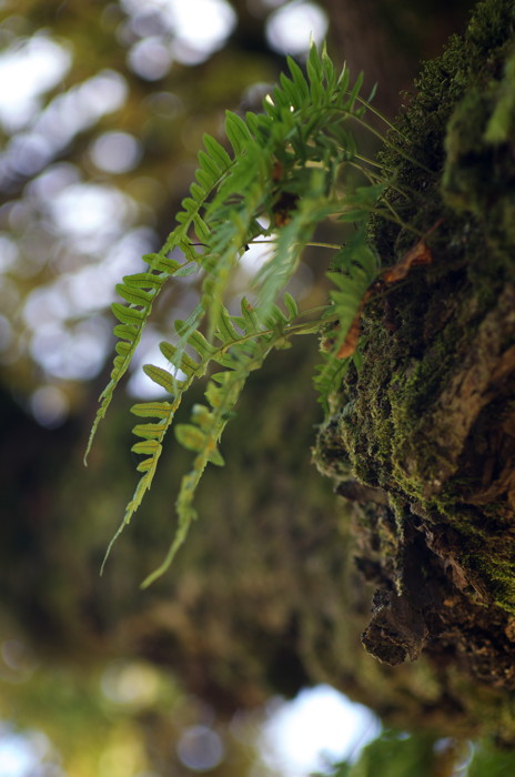 Ferns