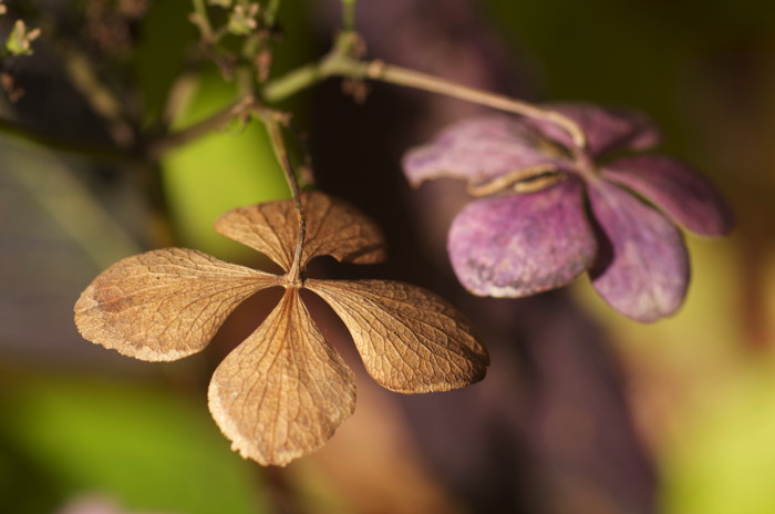 Dead Flower