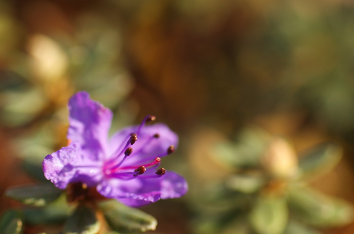 Purple Flower