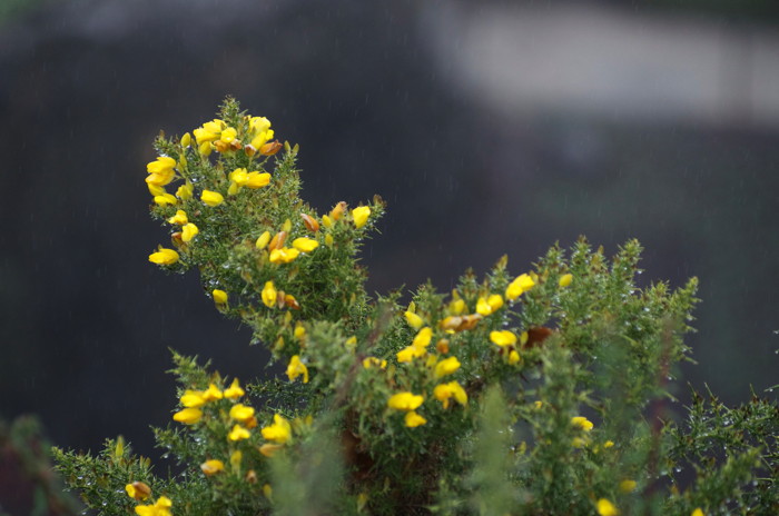 Yellow Flowers