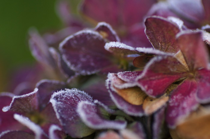 Frosty Leaves