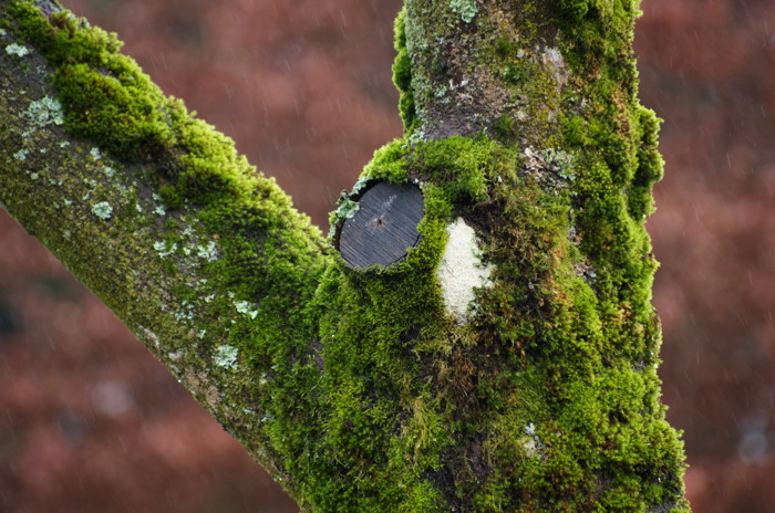 Mossy Tree