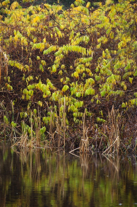 Reflected Leaves