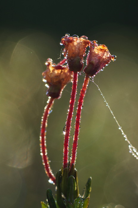 Wet Flowers