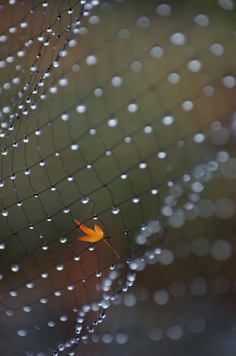 Wet Fence