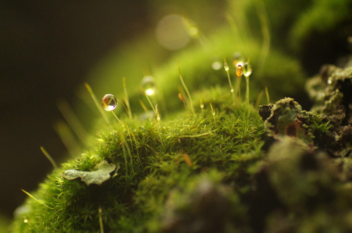 Moss
