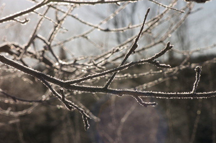 Frosty Branches