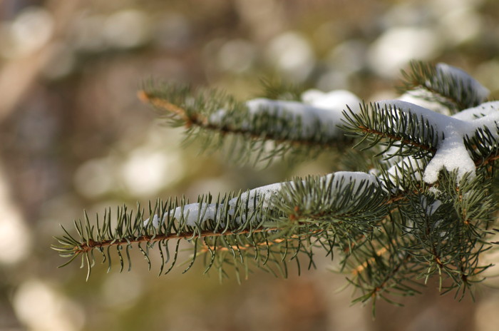 Snowy Spruce