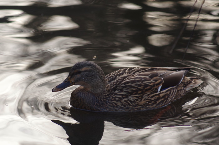Duck