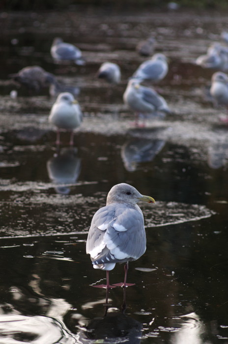 Seagulls