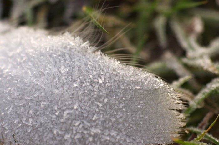 Frosty Feather