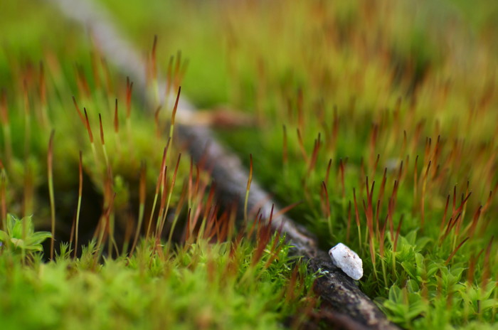 Moss
