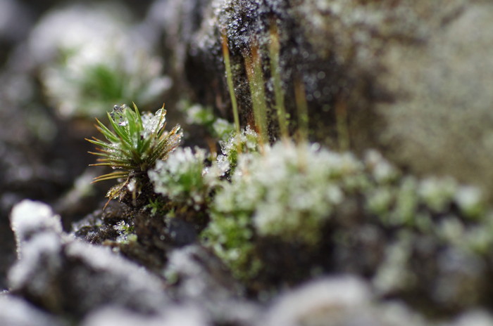 Frosty Moss
