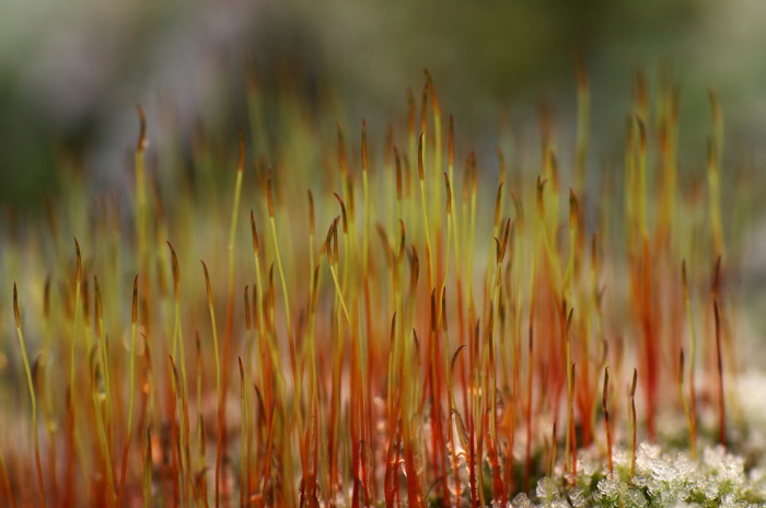 Moss