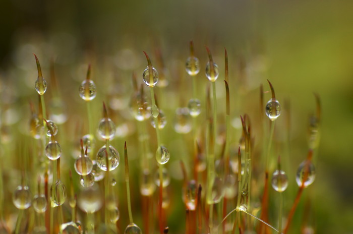 Wet Moss