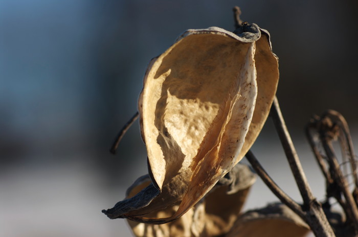 Milkweed Pod