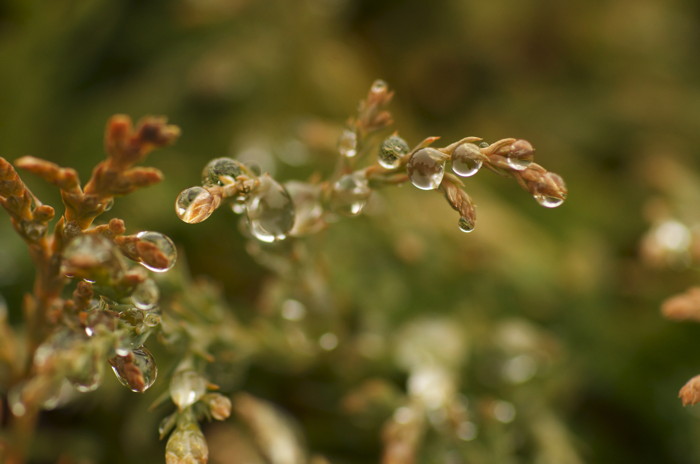 Wet Tree