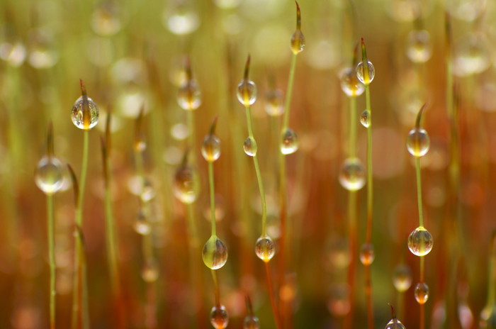 Wet Moss