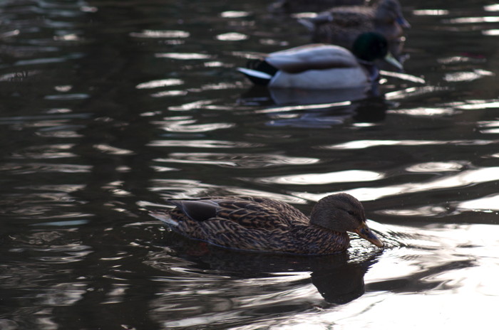 Duck