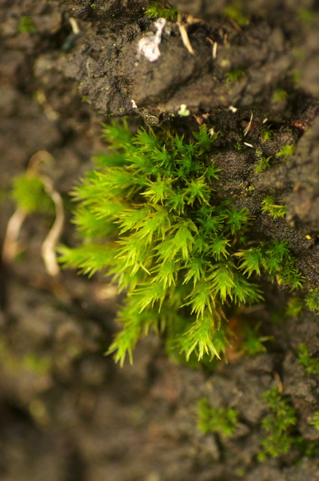 Moss