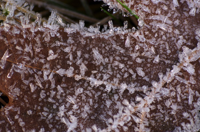 Icy Leaf