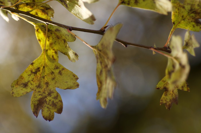 Yellow Leaves