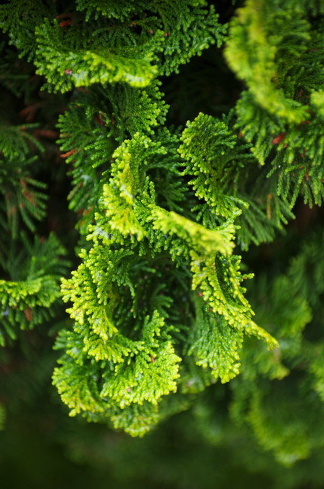Cedar