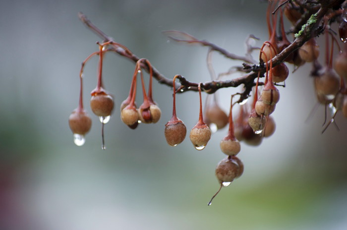 Wet Branch
