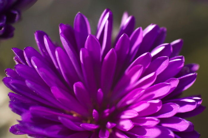 Purple Flower