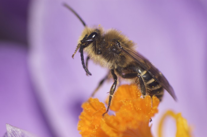 Honey Bee