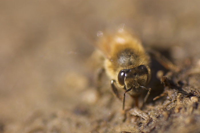 Honey Bee
