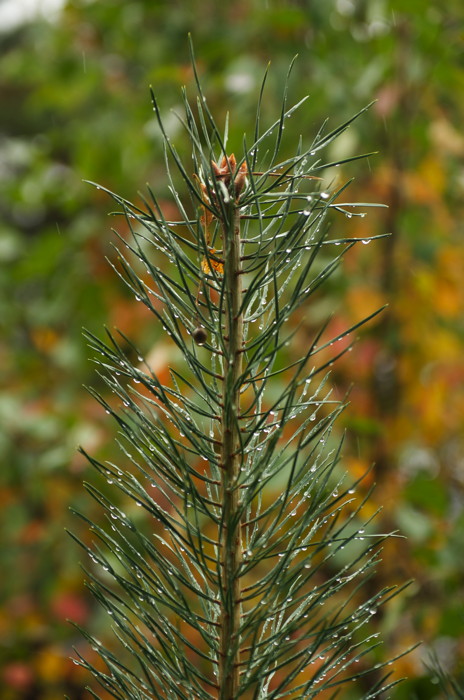 Wet Pine
