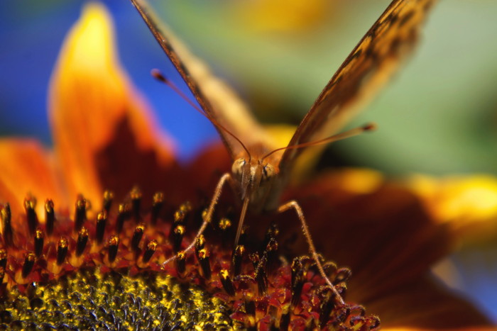 Fritillary