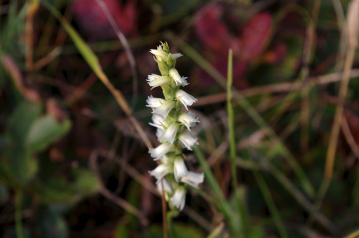Orchid