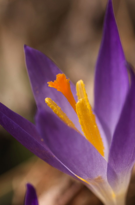 Crocus