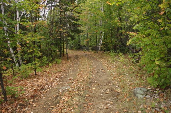 Forest Road