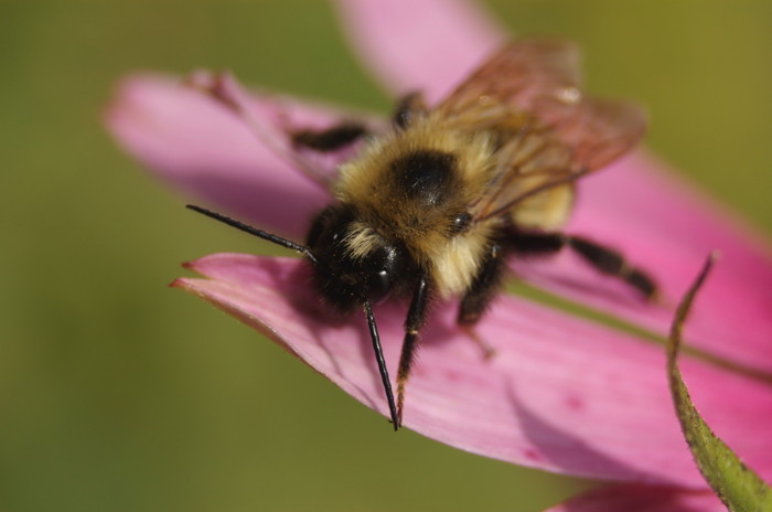 Bumblebee
