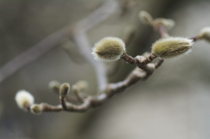 Pussy Willows
