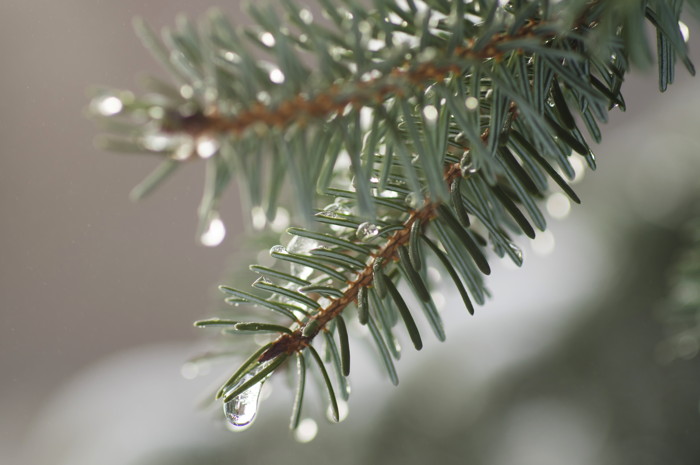 Pine