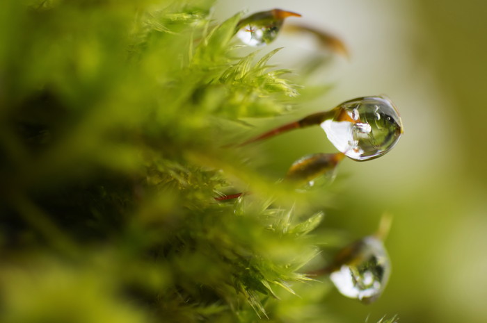 Frozen Drops