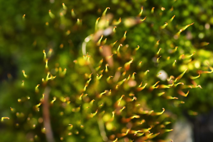 Moss