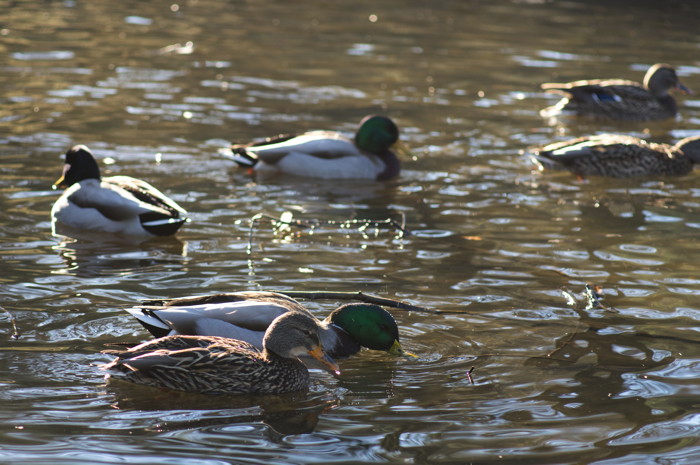 Ducks