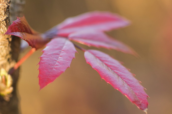 Leaves