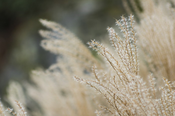 Grass Seeds