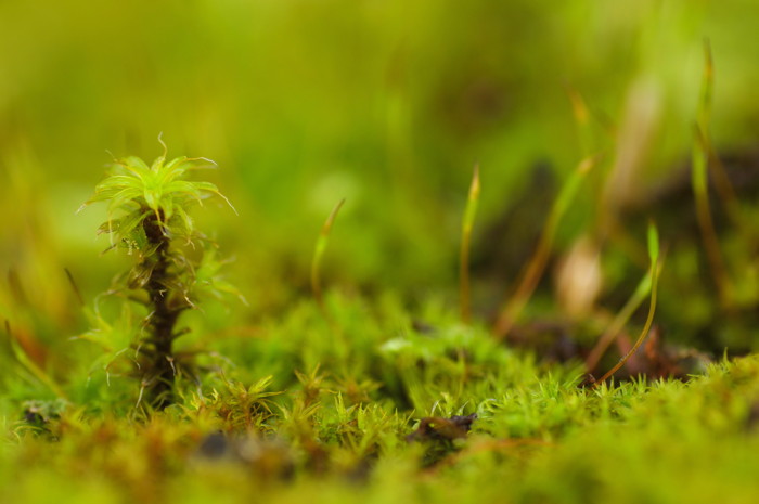 Moss