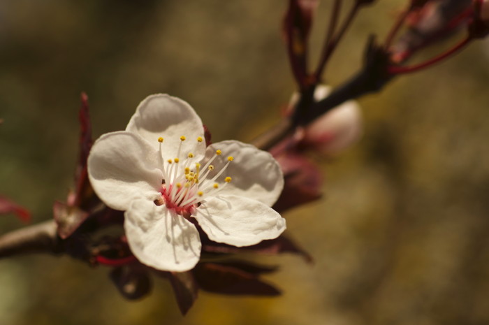 Cherry Blossoms