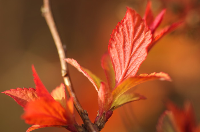 Red Leaves